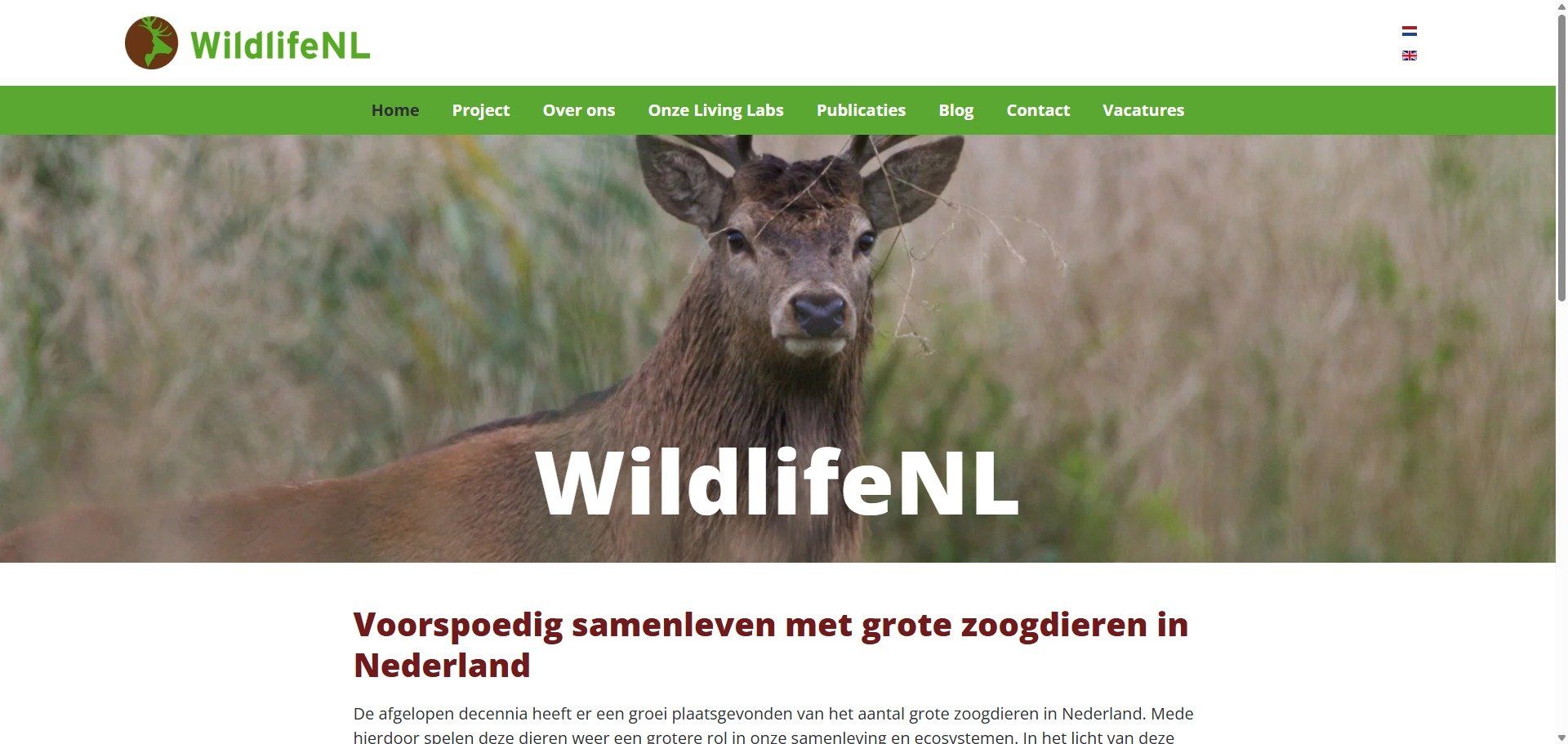 website portfolio